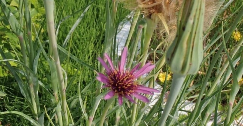 帰化植物 の新着タグ記事一覧 Note つくる つながる とどける