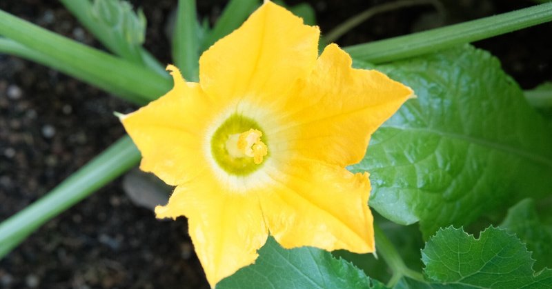 受粉対策 雌花が咲いたのに雄花が咲かない時に ハタモト Note
