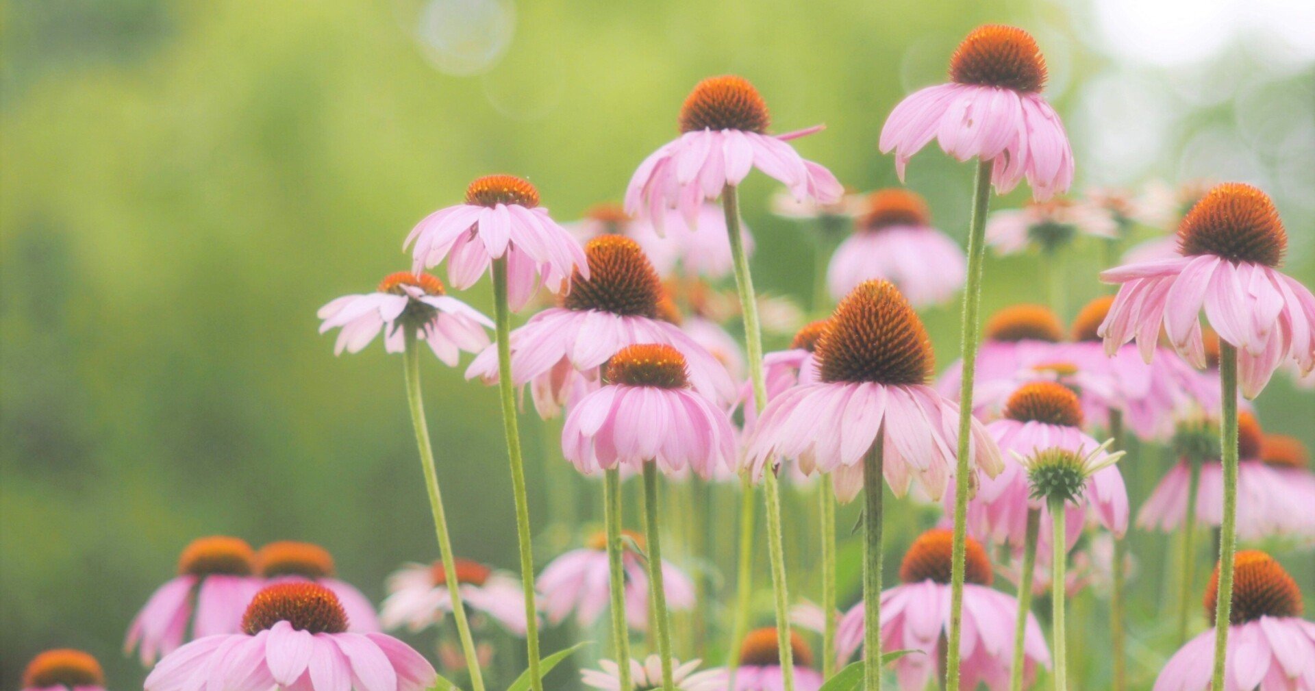 エキナセアとカモミール植えました エフゲニーマエダ 平成林業 Note エキナセアとカモミール植えました エフゲニーマエダ 平成林業 Note