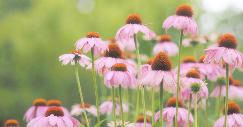 エキナセアとカモミール植えました エフゲニーマエダ 平成林業 Note