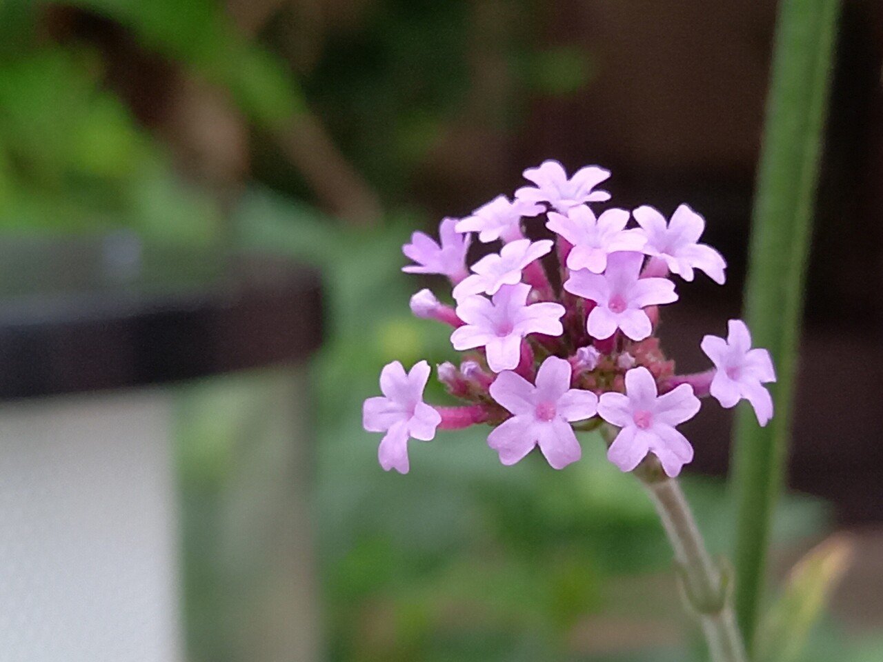 散策中に遭遇したピンクの花たち 柘榴 Note 散策中に遭遇したピンクの花たち 柘榴 Note