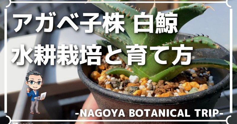アガベ白鯨 子株 の育て方や水耕栽培のコツは Hirose0219 Note アガベ白鯨 子株 の育て方や水耕栽培のコツは Hirose0219 Note