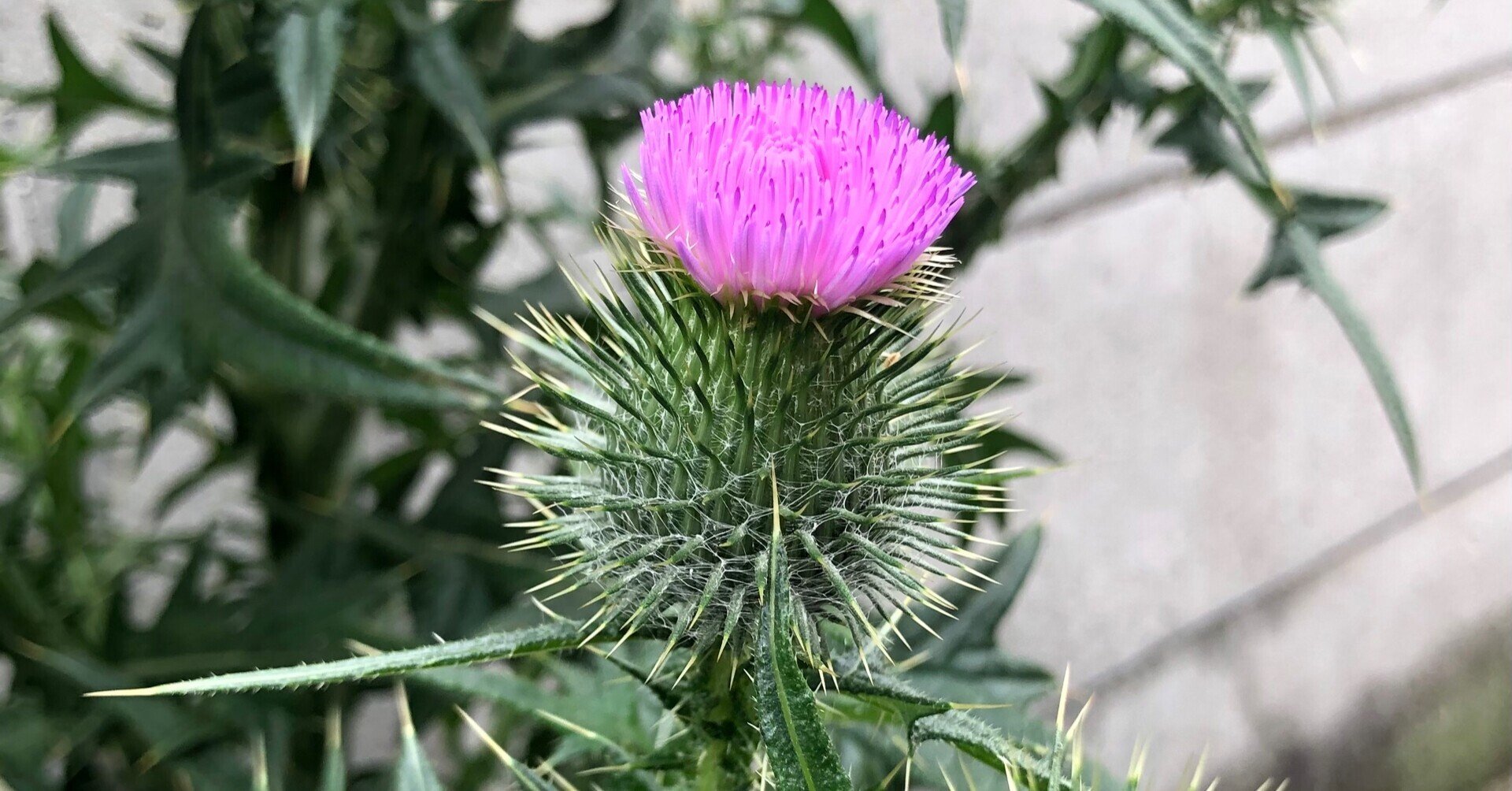 おばけあざみ 麻みより Note おばけあざみ 麻みより Note