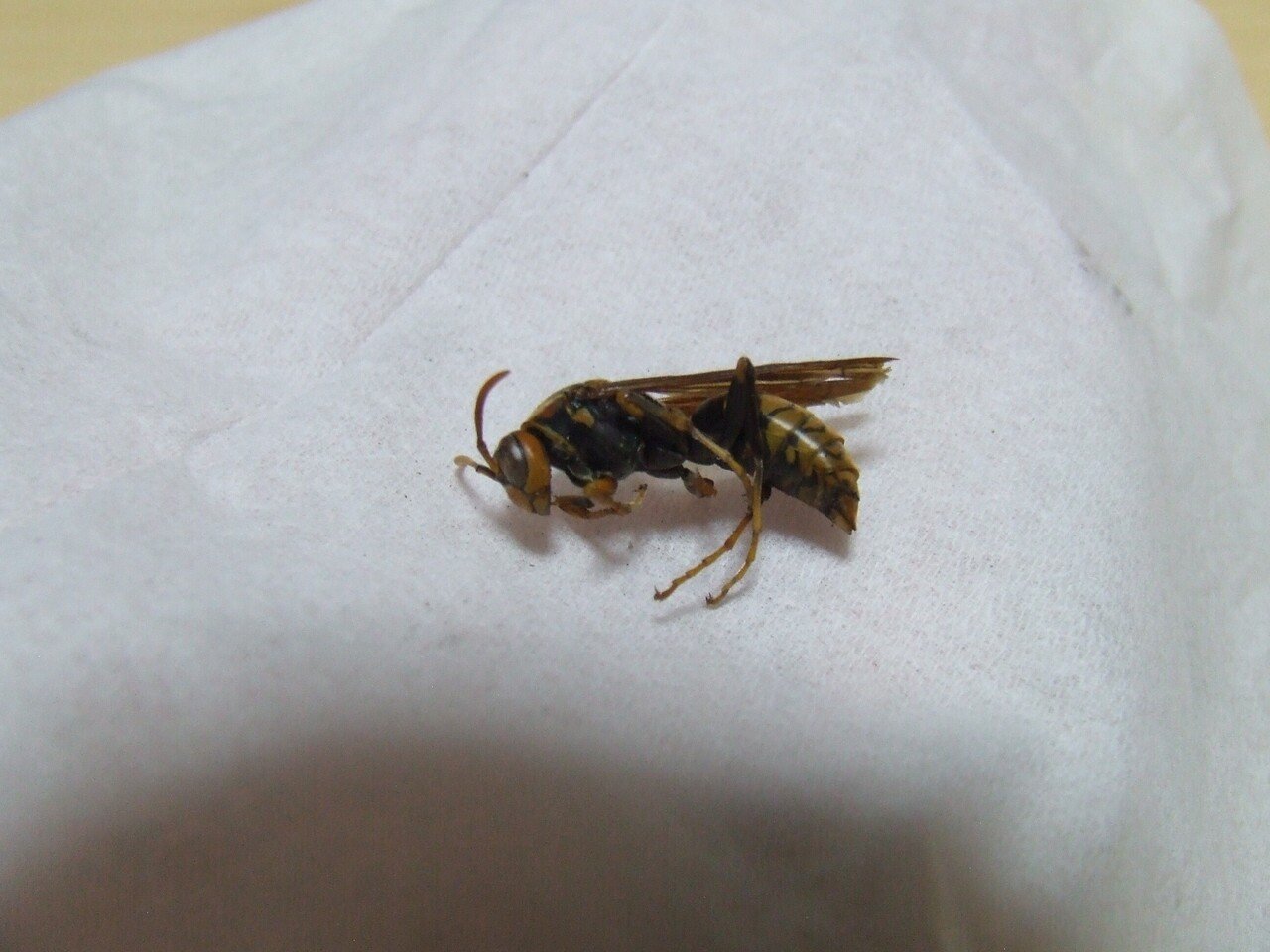 さらば愛しき女王よ Ezuki Note さらば愛しき女王よ Ezuki Note