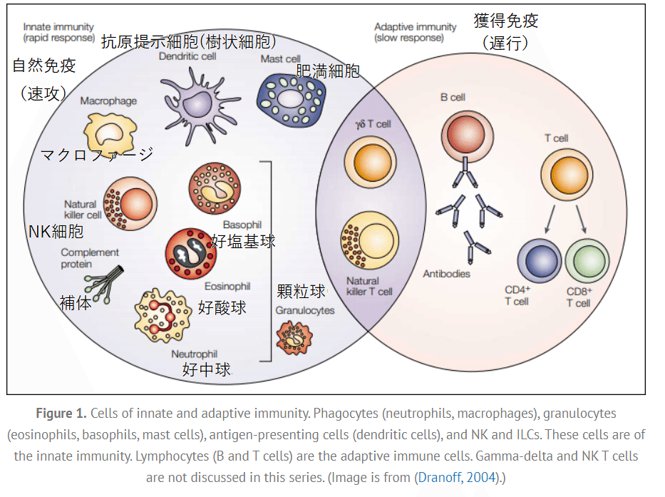 免疫機能についての教科書的まとめ①自然免疫（アリヤミ氏のブログより