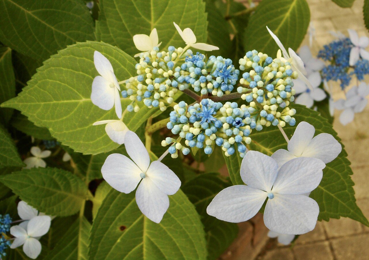 アジサイの楽しみ方を 教えてもらった話 おちまこと Note アジサイの楽しみ方を 教えてもらった話 おちまこと Note