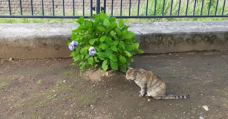 紫陽花と猫