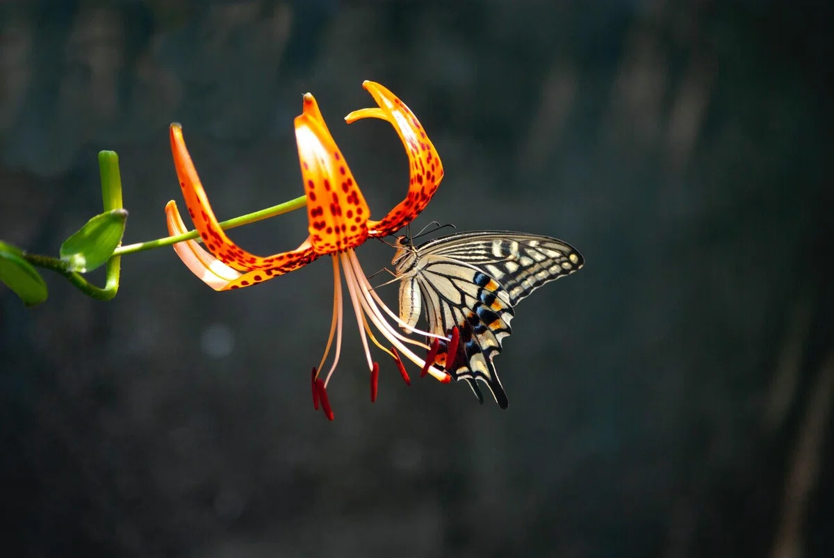 画像40