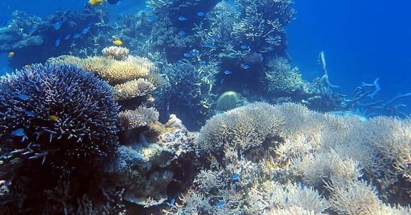 サンゴ礁の話