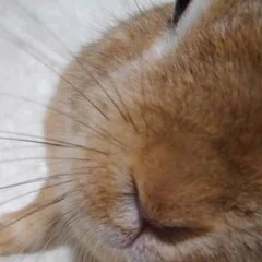 荒井献 著作一覧｜鳥――批評と創造の試み