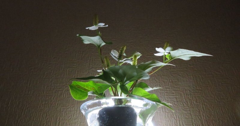 ドクダミの花 秋峰 Note