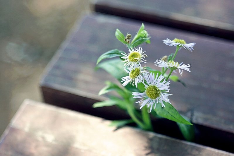 石舞台を見下ろす丘の上、ベンチの隙間から、花。