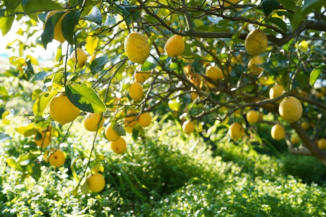 レモン農家直伝 究極のレモンサワー の作り方 松本純子 Note レモン農家直伝 究極のレモンサワー の作り方 松本純子 Note