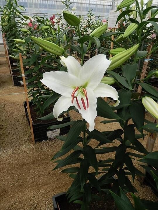 カサブランカと百合って違うんですか 花屋のsawako Note