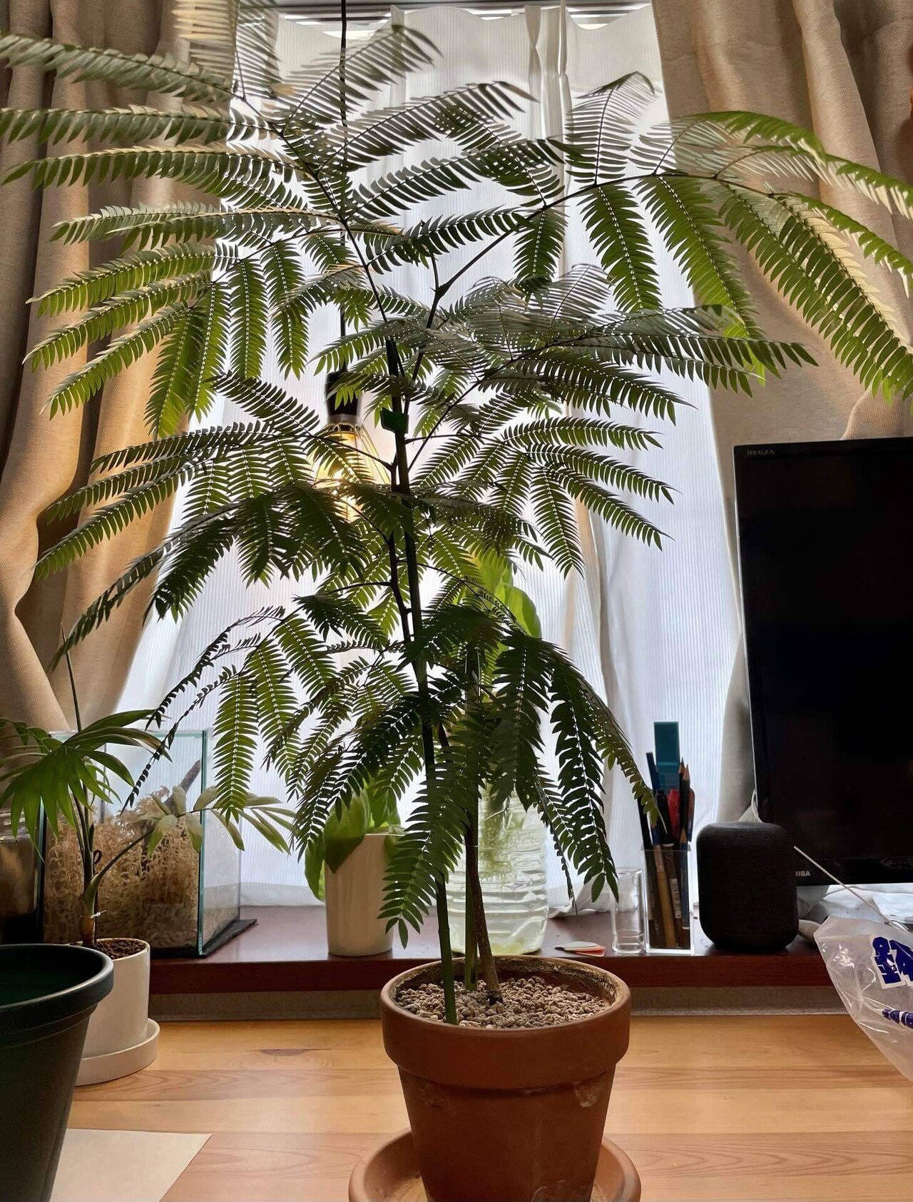 エバーフレッシュ植え替え 松本健太 松千 Note エバーフレッシュ植え替え 松本健太 松千 Note