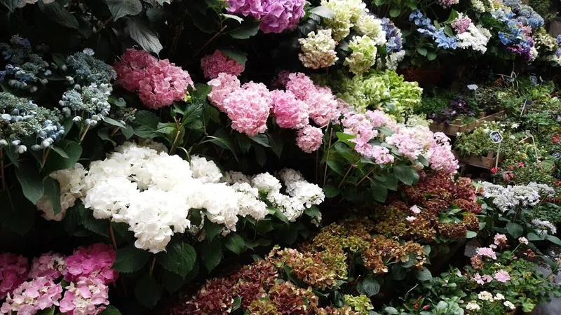 パリの紫陽花 熊谷珠樹フラワーアーティスト Note