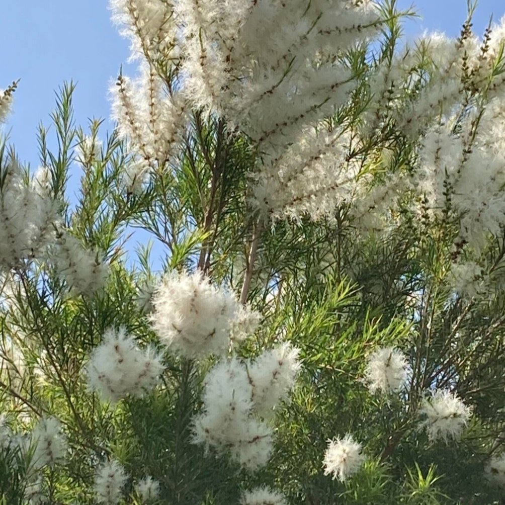 メディカルティーツリー開花｜🌿sincerely herb🌿ako