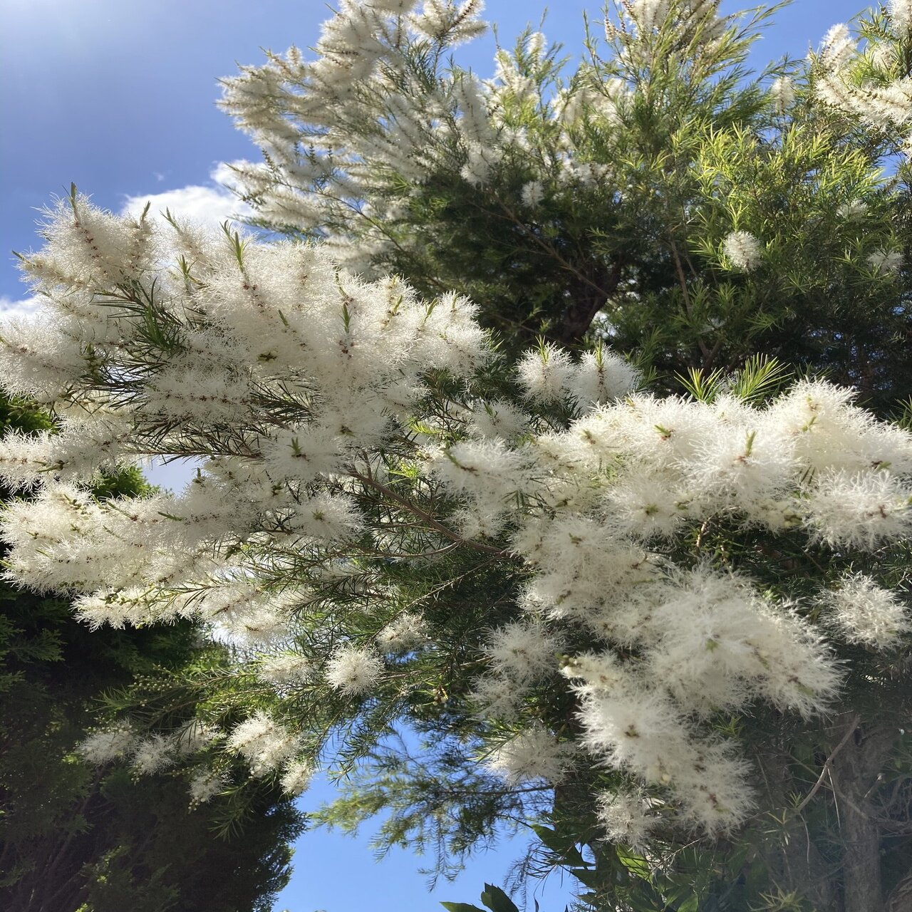 メディカルティーツリー開花｜🌿sincerely herb🌿ako