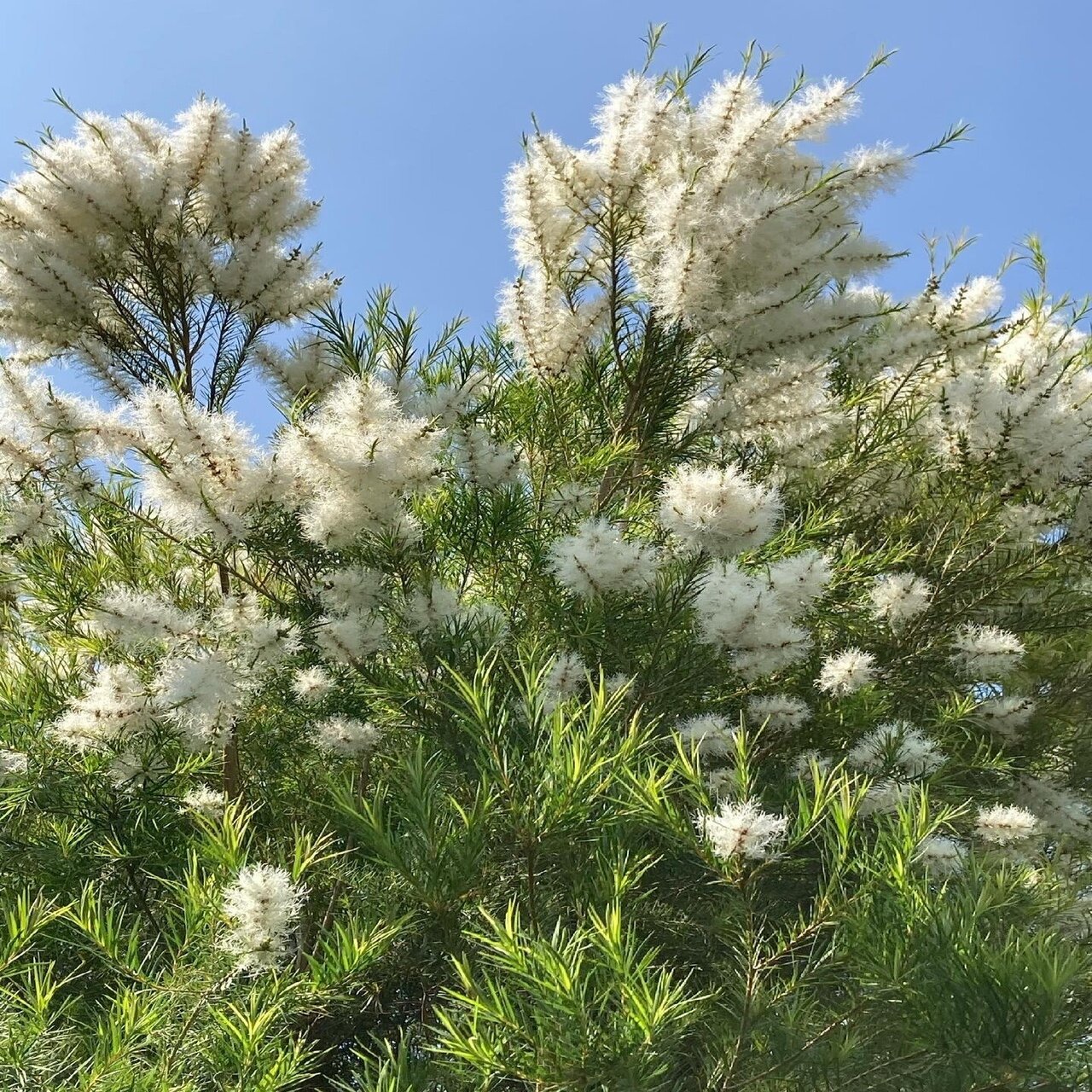 メディカルティーツリー開花｜🌿sincerely herb🌿ako
