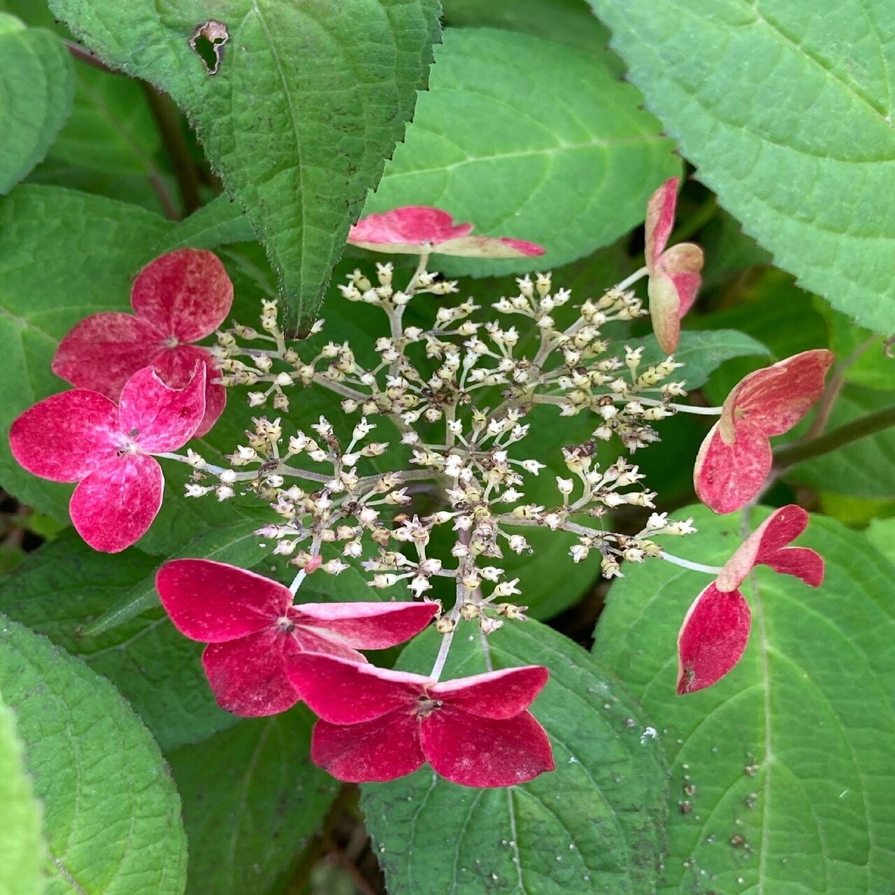 メディカルティーツリー開花｜🌿sincerely herb🌿ako