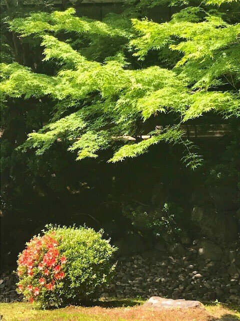 青もみじ5