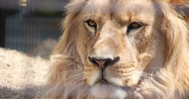 しいたけ占い 獅子座が当たりすぎな件 水谷アス Note