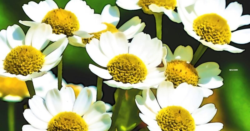 6月1日 誕生花は夏白菊 誕生花短歌 御子柴 流歌 Note 6月1日 誕生花は夏白菊 誕生花短歌 御子柴 流歌 Note