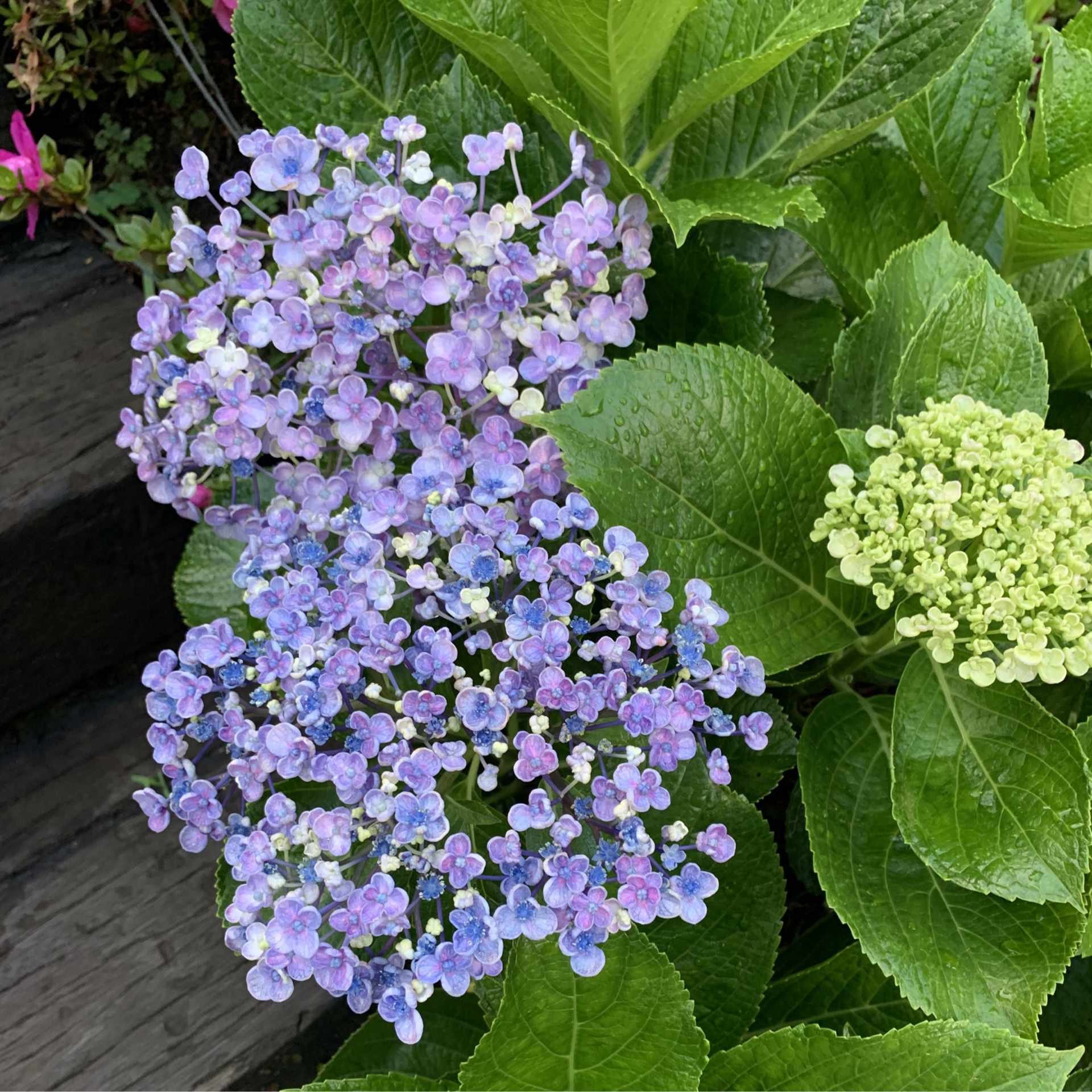 黒い家 読書感想文 1 りん Note