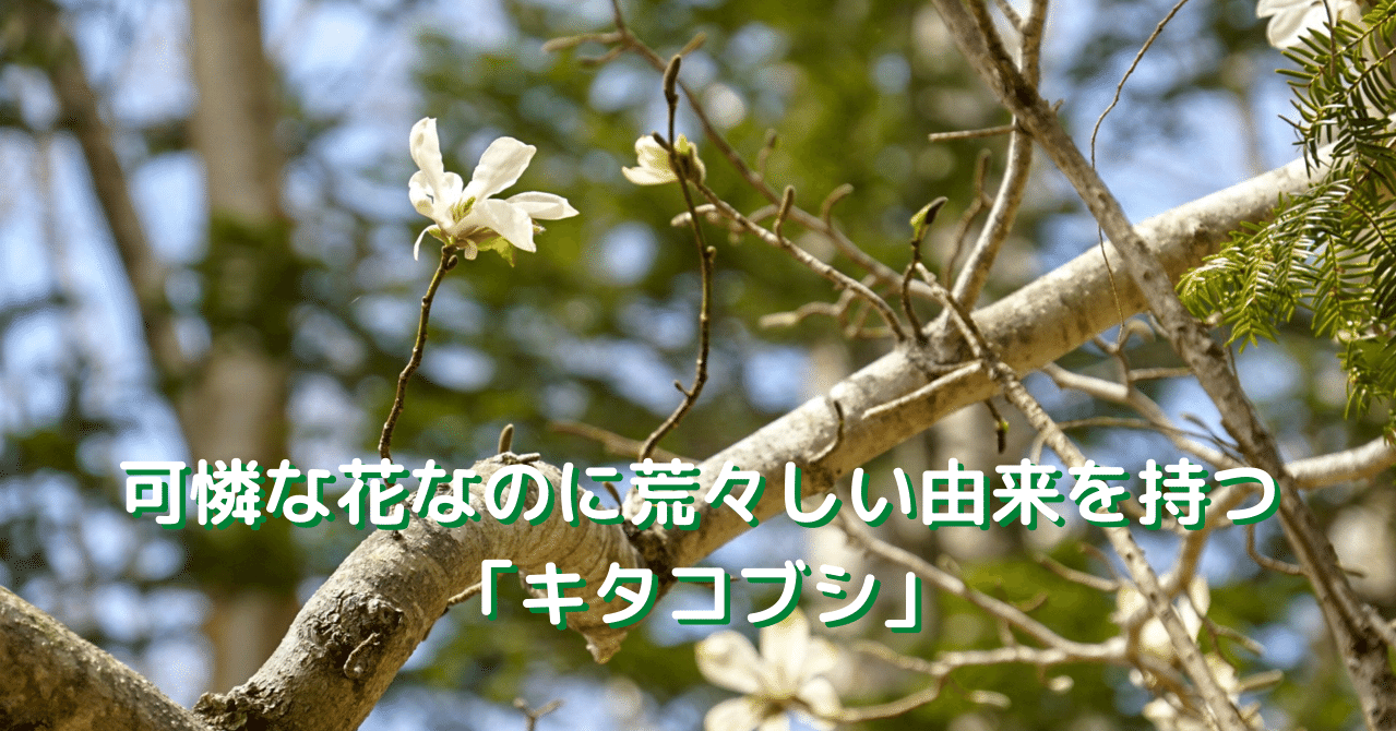 可憐な花なのに荒々しい由来を持つ キタコブシ 鶴雅リゾートデジタルコンシェルジュ Note 可憐な花なのに荒々しい由来を持つ キタコブシ 鶴雅リゾートデジタルコンシェルジュ Note