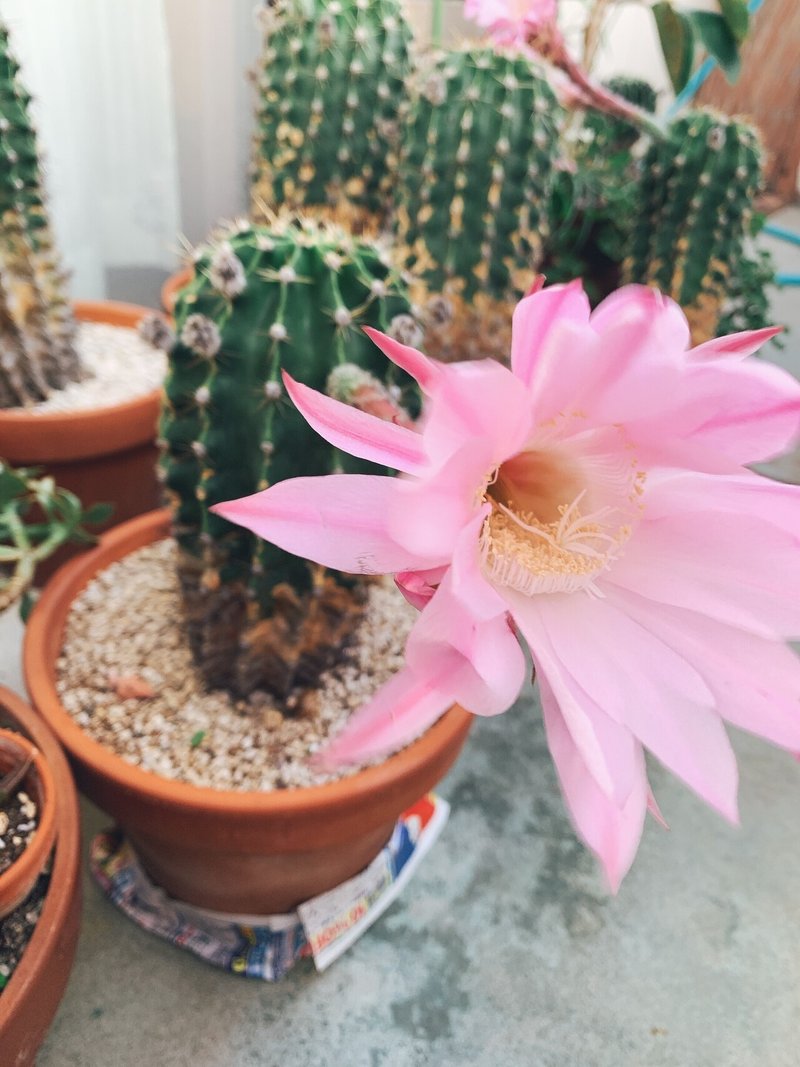 サボテンの花が咲きました あそかデイ あそぶろぐ Note