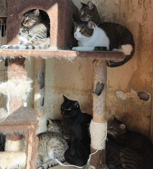 愛猫に支えられながら。多頭飼育崩壊の現場から猫救助 #いい部屋ペット