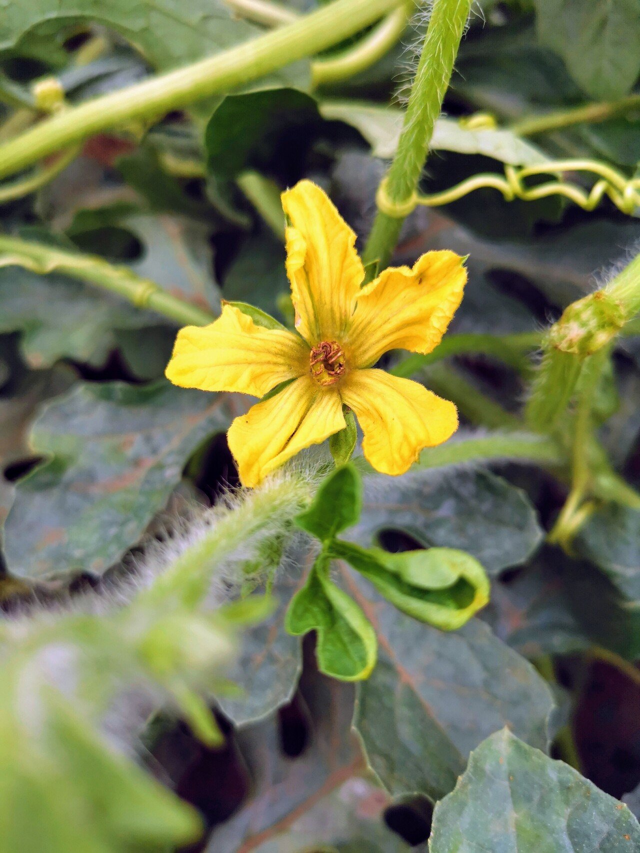 野菜の花 Toe Mame Note