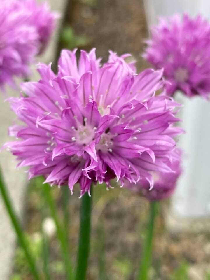 あさつきの花にアリが Bachiko00 Note