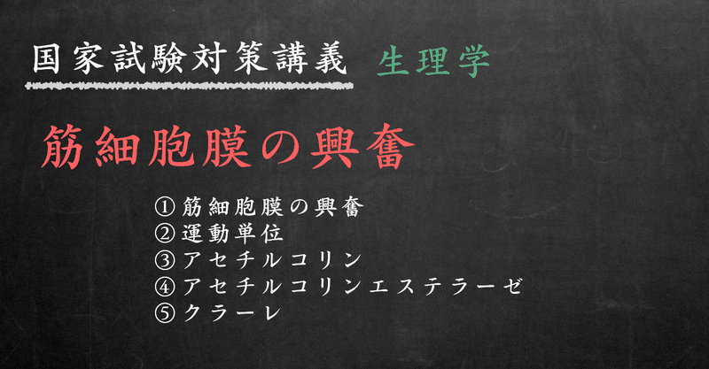 生理学 図解 イラスト で簡単 筋細胞膜の興奮 運動単位とアセチルコリン の覚え方 森元塾 国家試験対策 Note