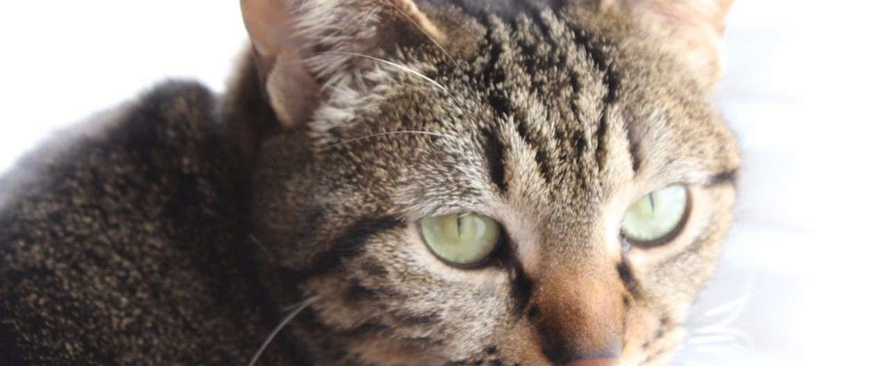 グーグーだって猫である Teineinikurasu Note