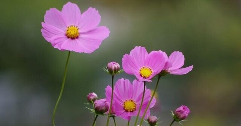 一つの花 の新着タグ記事一覧 Note つくる つながる とどける 一つの花 の新着タグ記事一覧 Note つくる つながる とどける