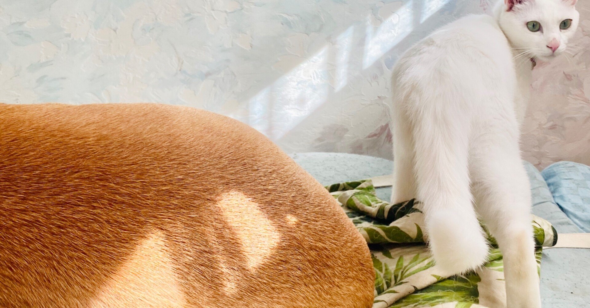 女 ひとり 買った家を探検する ちょっとした小噺 ジョー Note