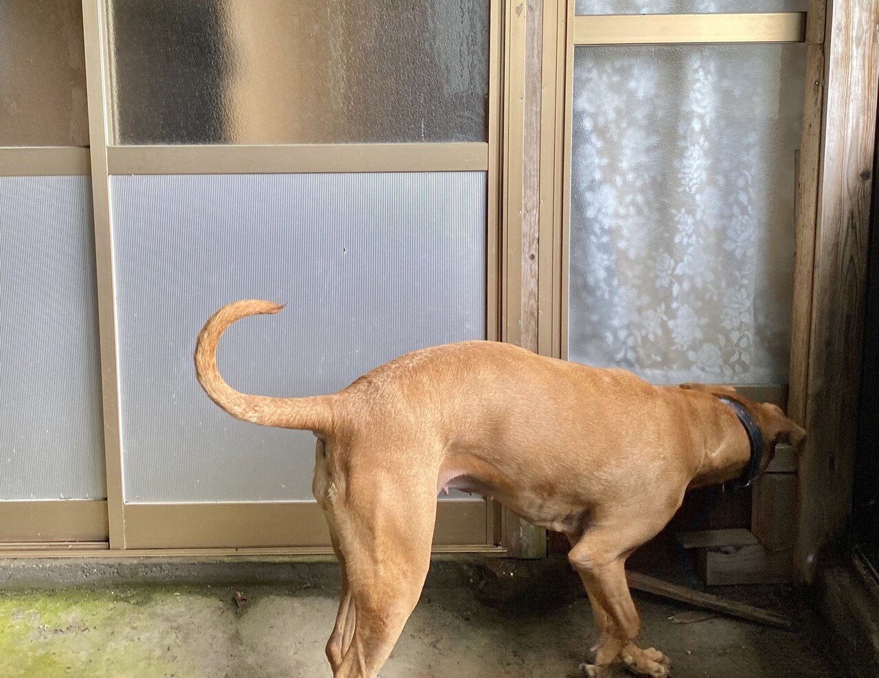 女 ひとり 買った家を探検する ちょっとした小噺 ジョー Note