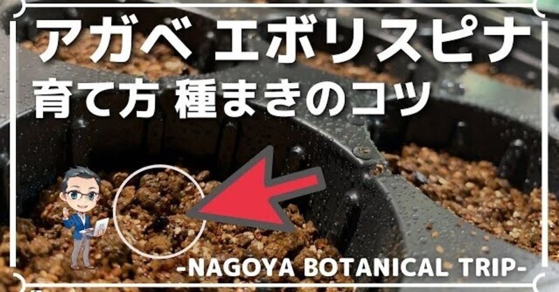 アガベユタエンシスのエボリスピナ育て方と実生の種子で種まき 用土やベンレートの使い方や方法と水やりや子株発芽も Hirose0219 Note アガベユタエンシスのエボリスピナ育て方と実生の種子で種まき 用土やベンレートの使い方や方法と水やりや子株発芽も Hirose0219 Note