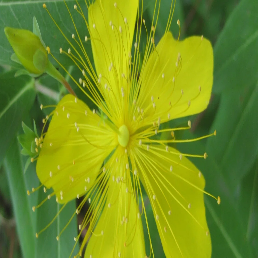 未央柳 ビヨウヤナギ の花の名の由来とは Soufu そうふ Note