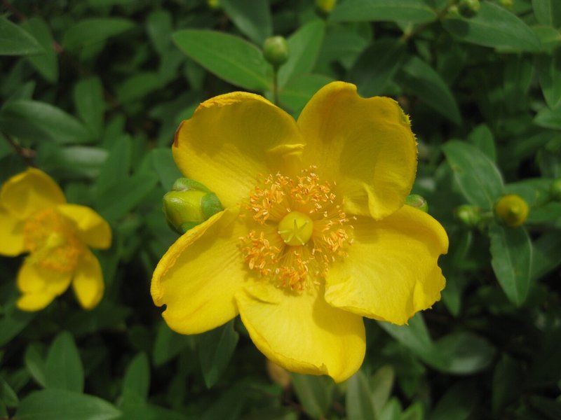 未央柳 ビヨウヤナギ の花の名の由来とは Soufu そうふ Note 未央柳 ビヨウヤナギ の花の名の由来とは Soufu そうふ Note