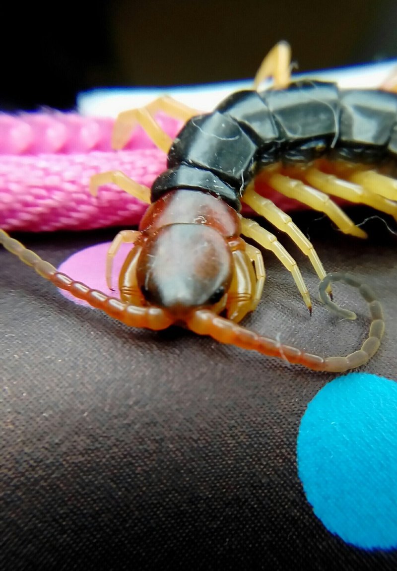 家に入ってきた虫の逃がし方 虫写真付き 月澄狸 Note 家に入ってきた虫の逃がし方 虫写真付き 月澄狸 Note