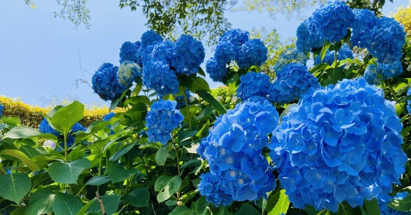紫陽花の色が変わる理由 田中 勇作 気象予報士 Note 紫陽花の色が変わる理由 田中 勇作 気象予報士 Note