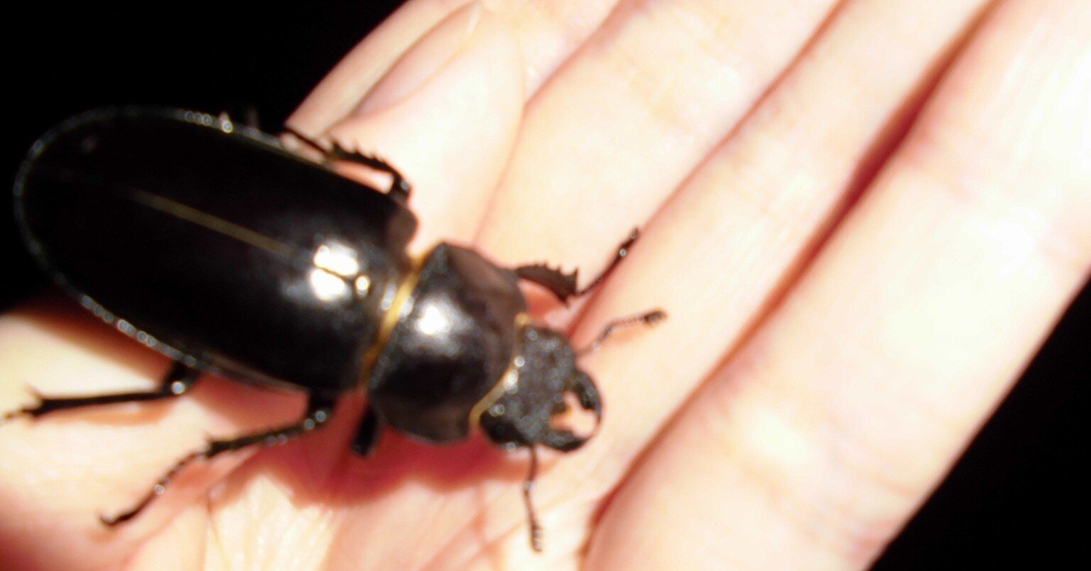 家に入ってきた虫の逃がし方 虫写真付き 月澄狸 Note 家に入ってきた虫の逃がし方 虫写真付き 月澄狸 Note