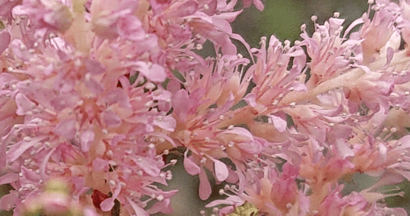 アスチルベ の新着タグ記事一覧 Note つくる つながる とどける