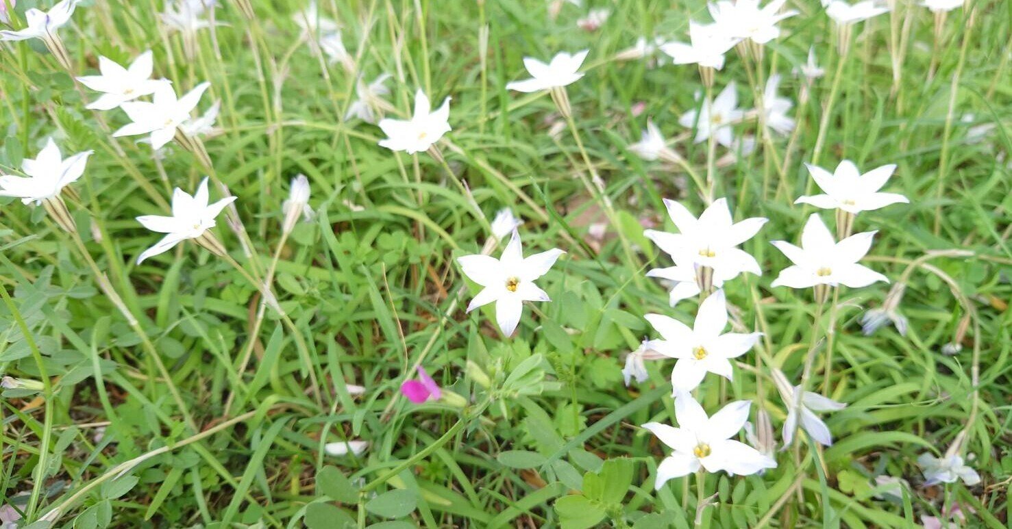 Amazonプライム ビデオで 舞台 鬼滅の刃 を観る サイバーコネクトツー Note Amazonプライム ビデオで 舞台 鬼滅の刃 を観る サイバーコネクトツー Note