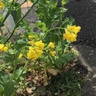 適応的選好形成、マジで難しいという話