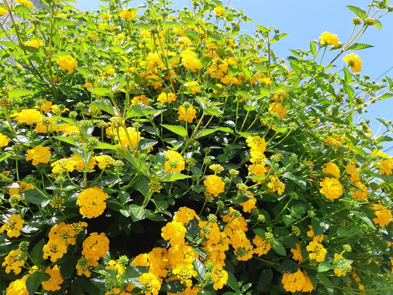 黄色のお花さん 元気をありがとう 山田幸子フリーアナウンサー Note