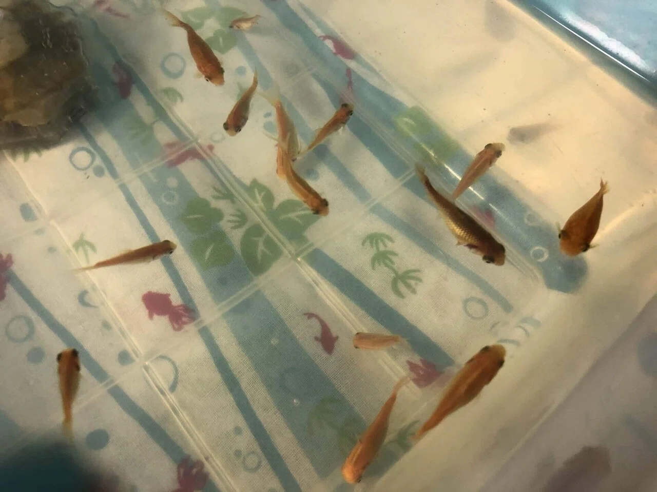 金の魚 葉桜めのう Note 金の魚 葉桜めのう Note