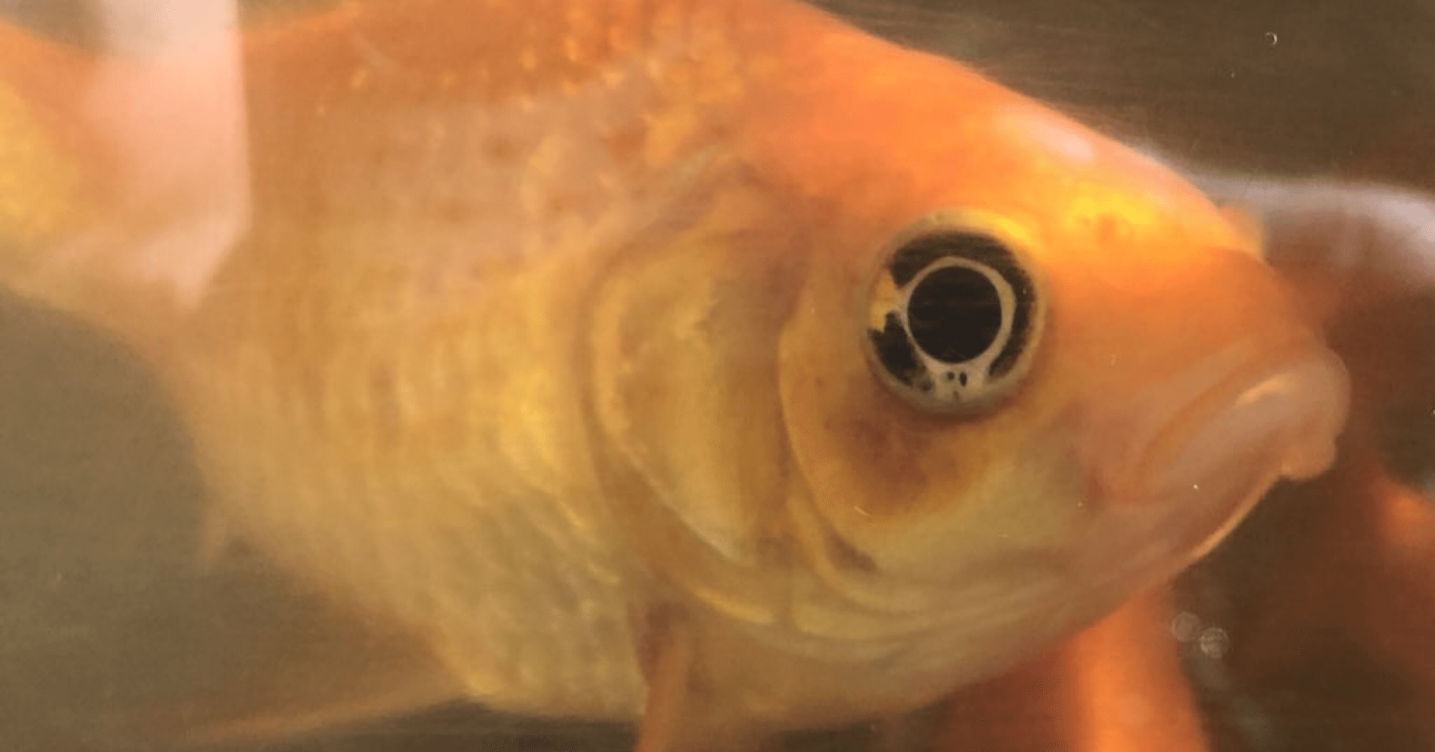 金の魚 葉桜めのう Note